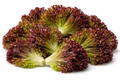 Laitues feuilles rouges