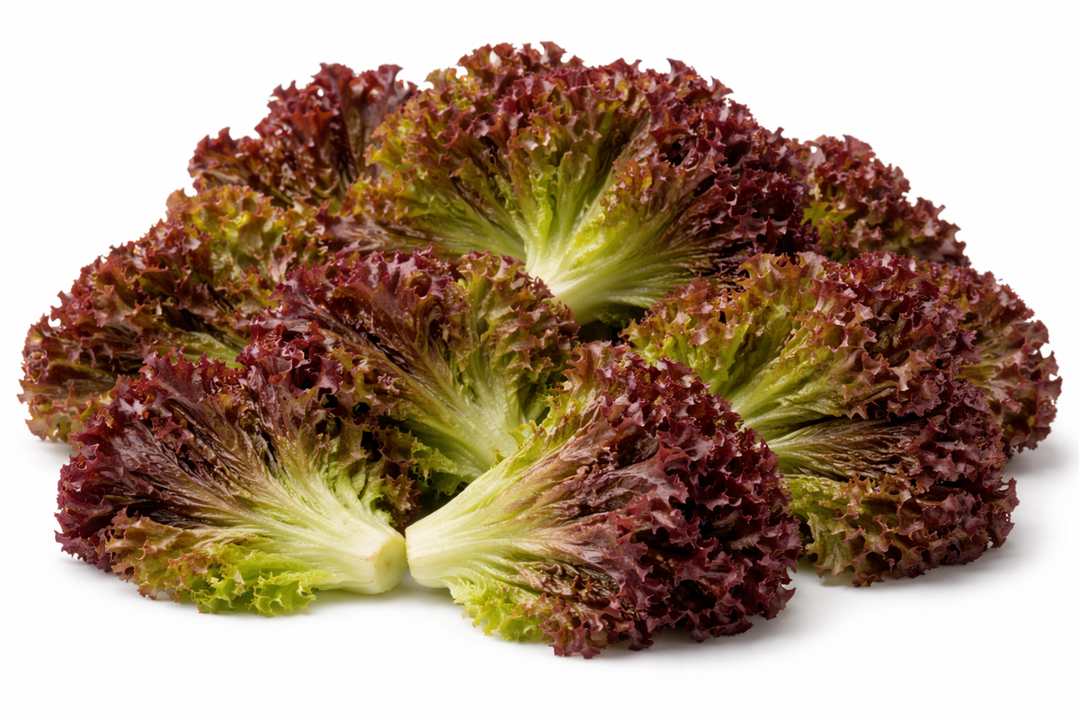Laitues feuilles rouges