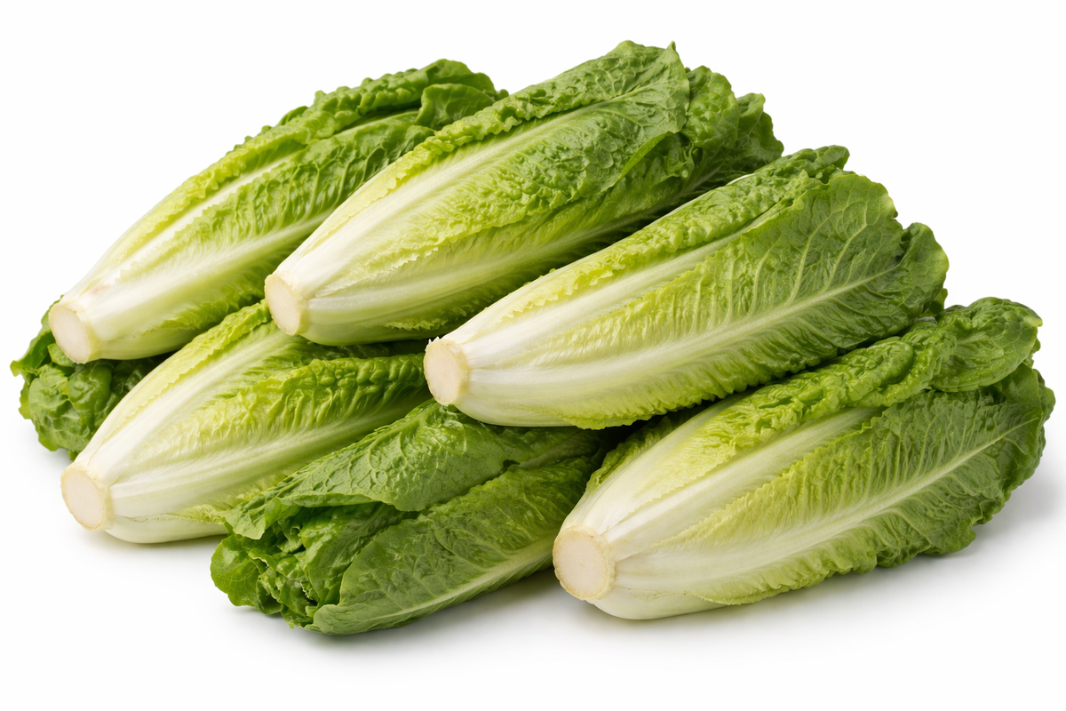 Laitues romaines